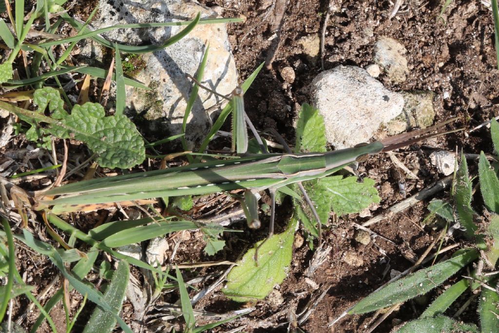 Orthoptera Acrididae da Sicilia: Acrida ungarica?